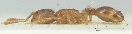 Tetramorium caespitum specimen FOCOL2021 image focol2021_3