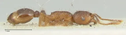 Tetramorium caespitum specimen FOCOL2021 image focol2021_4