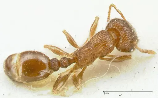 Tetramorium caespitum specimen FOCOL2107 image focol2107_1