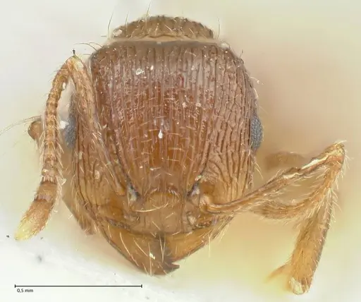 Tetramorium caespitum specimen FOCOL2107 image focol2107_2