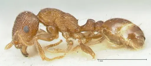 Tetramorium caespitum specimen FOCOL2107 image focol2107_3