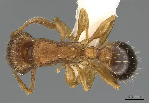 Tetramorium caldarium specimen ANTWEB1041899 image antweb1041899_1