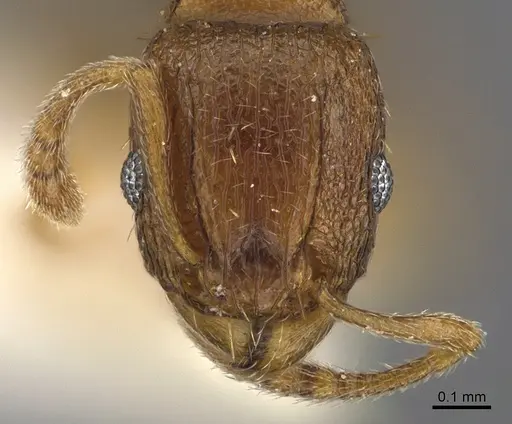 Tetramorium caldarium specimen ANTWEB1041899 image antweb1041899_2