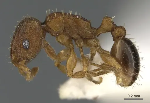 Tetramorium caldarium specimen ANTWEB1041899 image antweb1041899_3