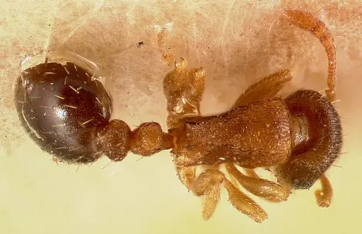 Tetramorium caldarium specimen CASENT0003150 image casent0003150_1
