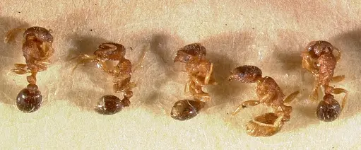 Tetramorium caldarium specimen CASENT0003150 image casent0003150_2