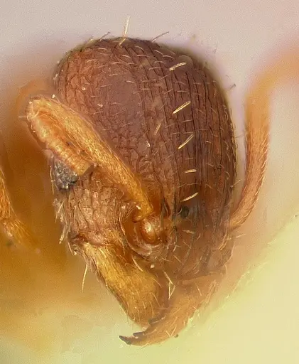 Tetramorium caldarium specimen CASENT0003150 image casent0003150_3