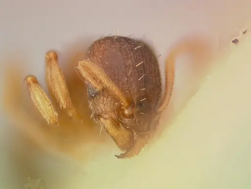 Tetramorium caldarium specimen CASENT0003150 image casent0003150_4