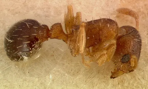 Tetramorium caldarium specimen CASENT0003150 image casent0003150_5