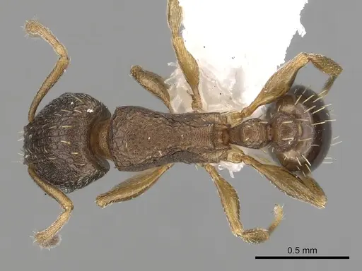Tetramorium caldarium specimen CASENT0100776 image casent0100776_1