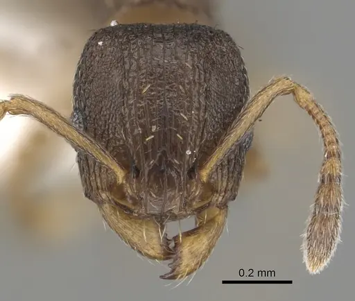 Tetramorium caldarium specimen CASENT0100776 image casent0100776_2