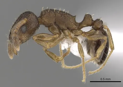 Tetramorium caldarium specimen CASENT0100776 image casent0100776_3