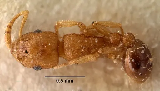 Tetramorium caldarium specimen CASENT0101490 image casent0101490_1