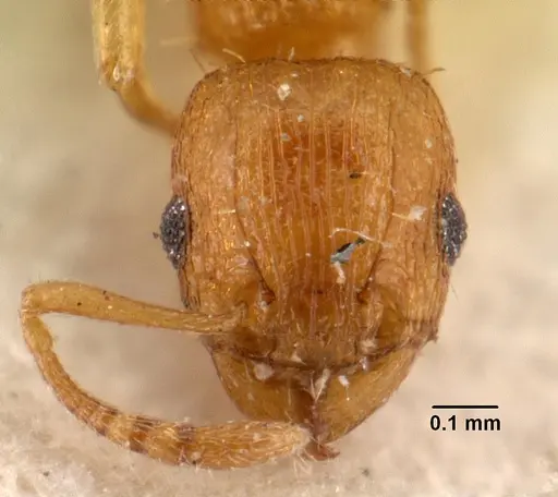 Tetramorium caldarium specimen CASENT0101490 image casent0101490_2