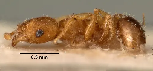Tetramorium caldarium specimen CASENT0101490 image casent0101490_3