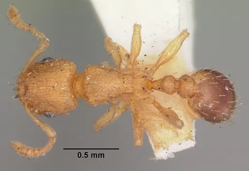 Tetramorium caldarium specimen CASENT0102333 image casent0102333_1