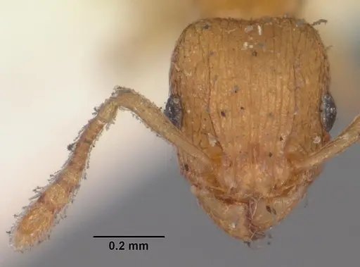 Tetramorium caldarium specimen CASENT0102333 image casent0102333_2