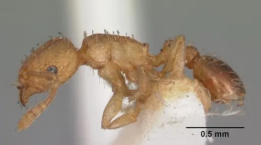 Tetramorium caldarium specimen CASENT0102333 image casent0102333_3