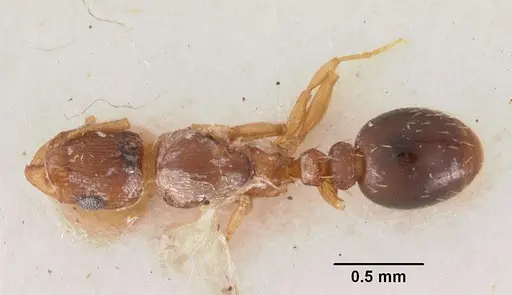 Tetramorium caldarium specimen CASENT0102358 image casent0102358_1