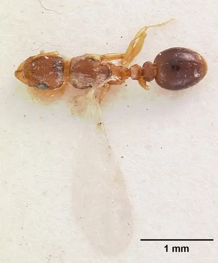 Tetramorium caldarium specimen CASENT0102358 image casent0102358_2