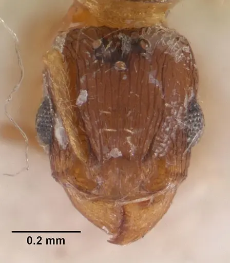 Tetramorium caldarium specimen CASENT0102358 image casent0102358_3