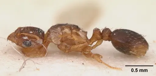 Tetramorium caldarium specimen CASENT0102358 image casent0102358_4