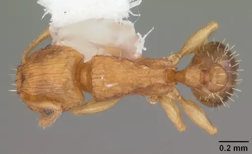Tetramorium caldarium specimen CASENT0102738 image casent0102738_1