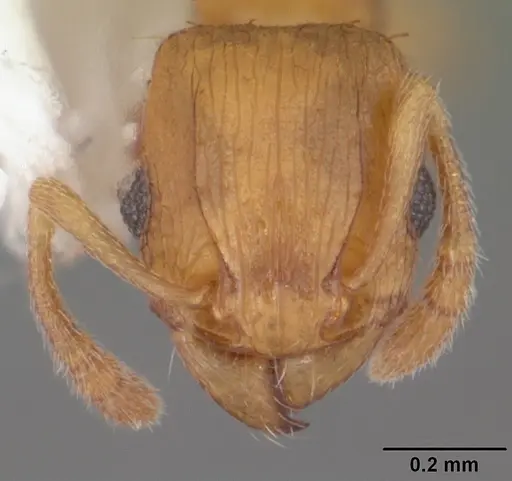 Tetramorium caldarium specimen CASENT0102738 image casent0102738_2