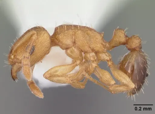 Tetramorium caldarium specimen CASENT0102738 image casent0102738_3