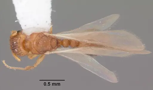 Tetramorium caldarium specimen CASENT0102739 image casent0102739_1