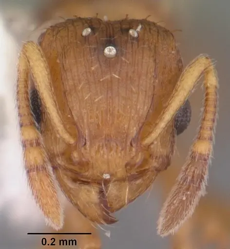 Tetramorium caldarium specimen CASENT0102739 image casent0102739_2