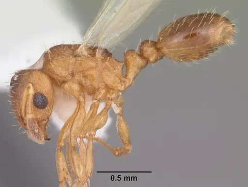 Tetramorium caldarium specimen CASENT0102739 image casent0102739_3