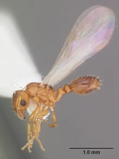 Tetramorium caldarium specimen CASENT0102739 image casent0102739_4