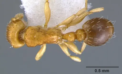 Tetramorium caldarium specimen CASENT0105867 image casent0105867_1