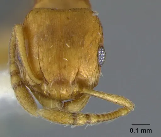 Tetramorium caldarium specimen CASENT0105867 image casent0105867_2