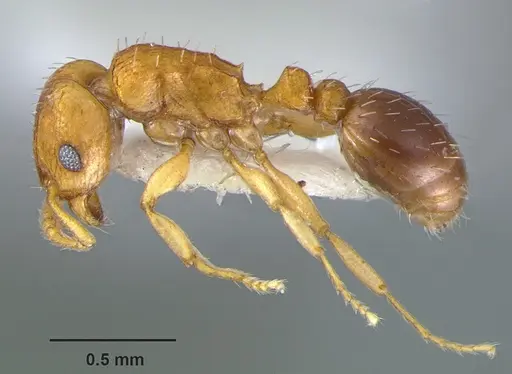 Tetramorium caldarium specimen CASENT0105867 image casent0105867_3