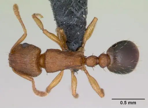 Tetramorium caldarium specimen CASENT0125225 image casent0125225_1