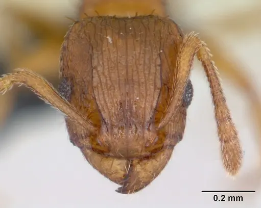 Tetramorium caldarium specimen CASENT0125225 image casent0125225_2