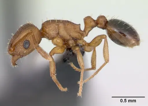 Tetramorium caldarium specimen CASENT0125225 image casent0125225_3