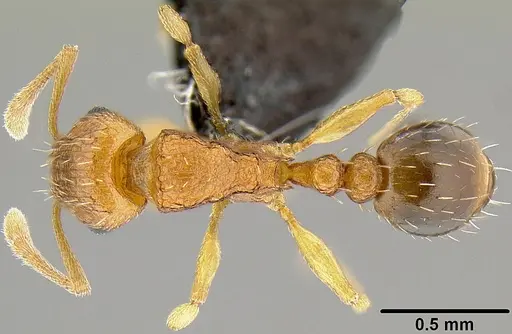 Tetramorium caldarium specimen CASENT0171084 image casent0171084_1