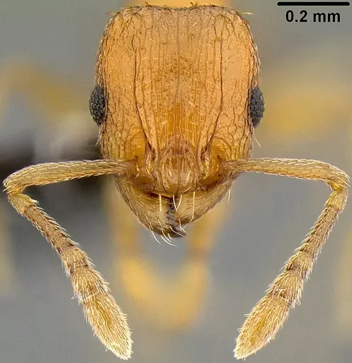 Tetramorium caldarium specimen CASENT0171084 image casent0171084_2