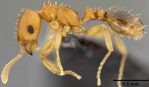 Tetramorium caldarium specimen CASENT0171084 image casent0171084_3