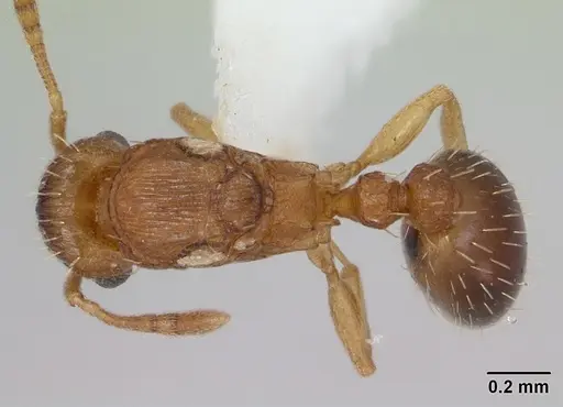 Tetramorium caldarium specimen CASENT0173286 image casent0173286_1