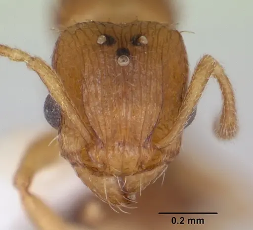 Tetramorium caldarium specimen CASENT0173286 image casent0173286_2