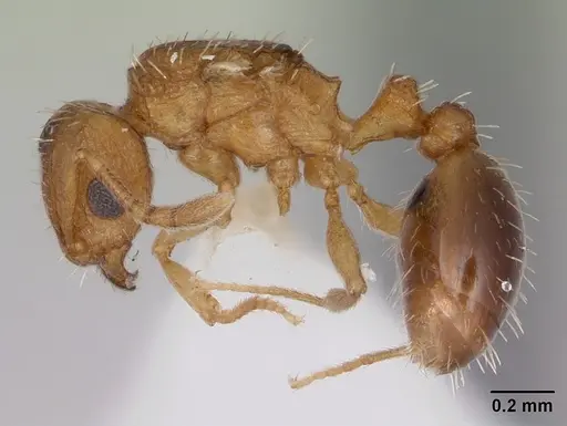 Tetramorium caldarium specimen CASENT0173286 image casent0173286_3