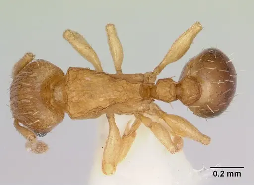 Tetramorium caldarium specimen CASENT0173287 image casent0173287_1