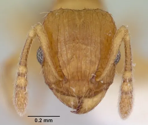 Tetramorium caldarium specimen CASENT0173287 image casent0173287_2