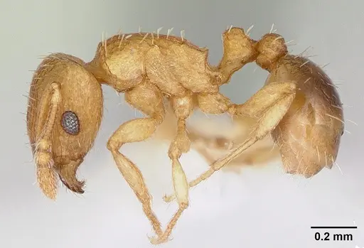 Tetramorium caldarium specimen CASENT0173287 image casent0173287_3