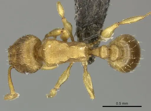 Tetramorium caldarium specimen CASENT0249022 image casent0249022_1