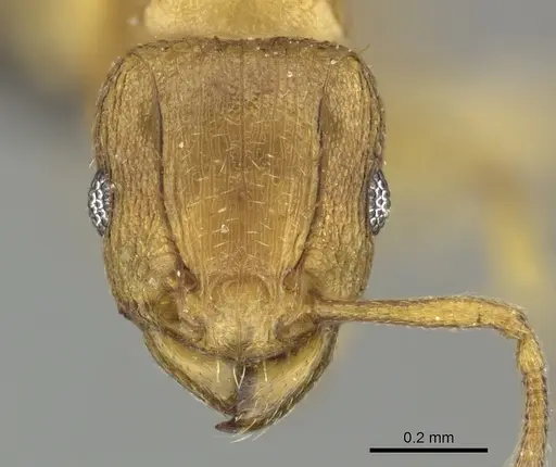 Tetramorium caldarium specimen CASENT0249022 image casent0249022_2